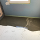 So we discovered that this end of the kitchen was about an inch lower than the rest. A couple buckets of self-leveling cement later and it’s fine.